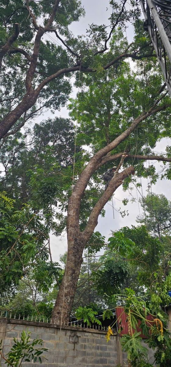 Cắt tỉa cây xanh ở quận 9