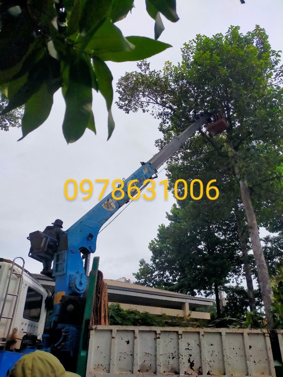 dịch vụ cắt cây xanh quận 7