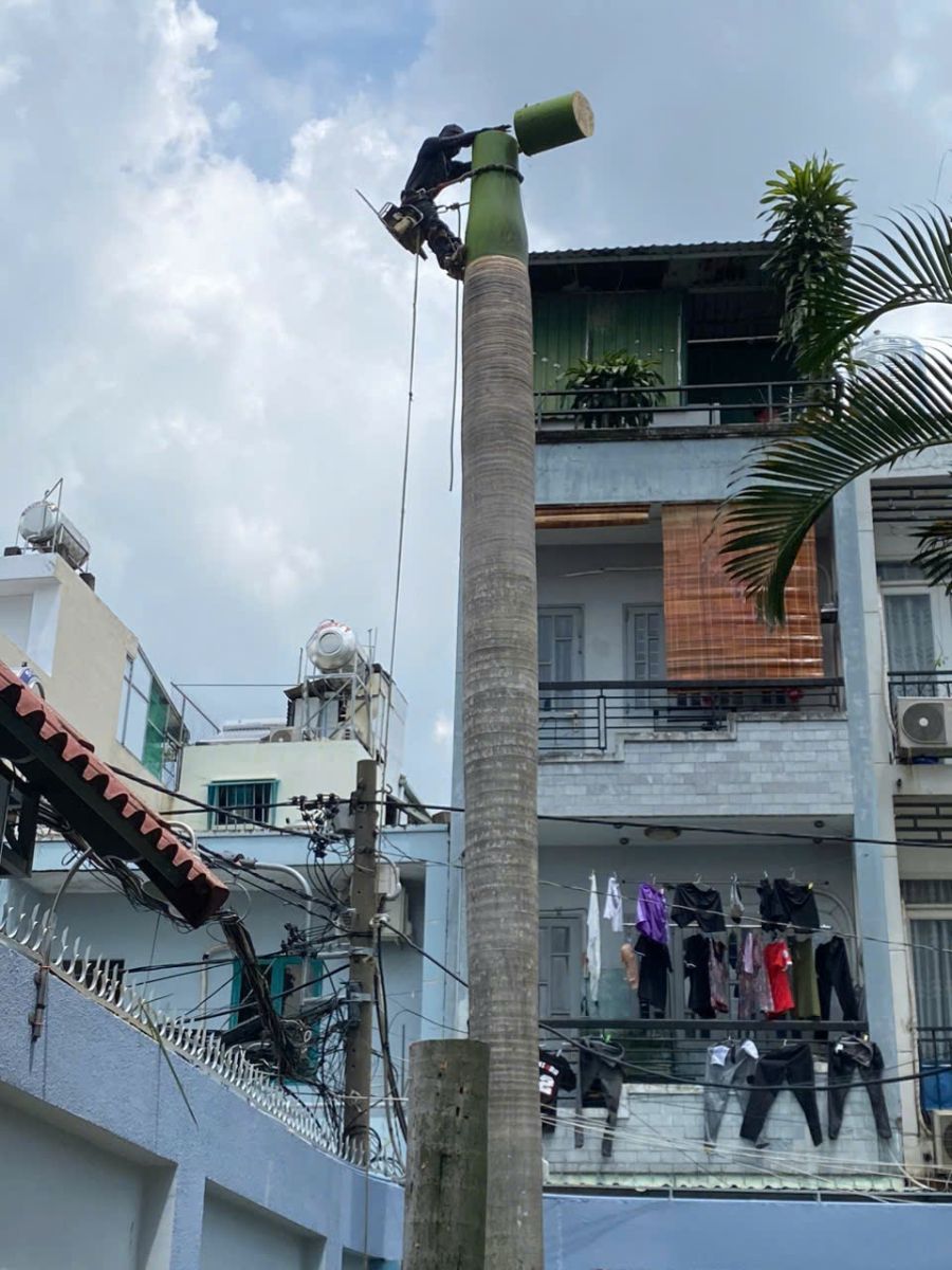 Chặt cây - Cưa cây thành phố Hồ Chí Minh
