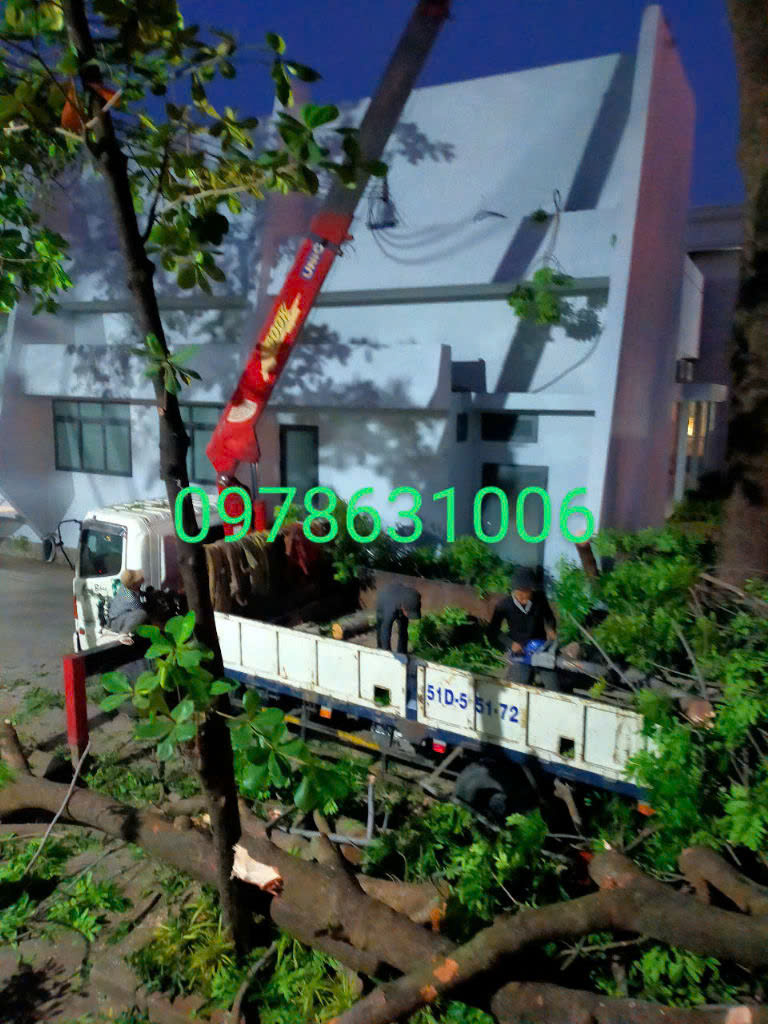 Chặt cây xanh nhanh chóng quận 9