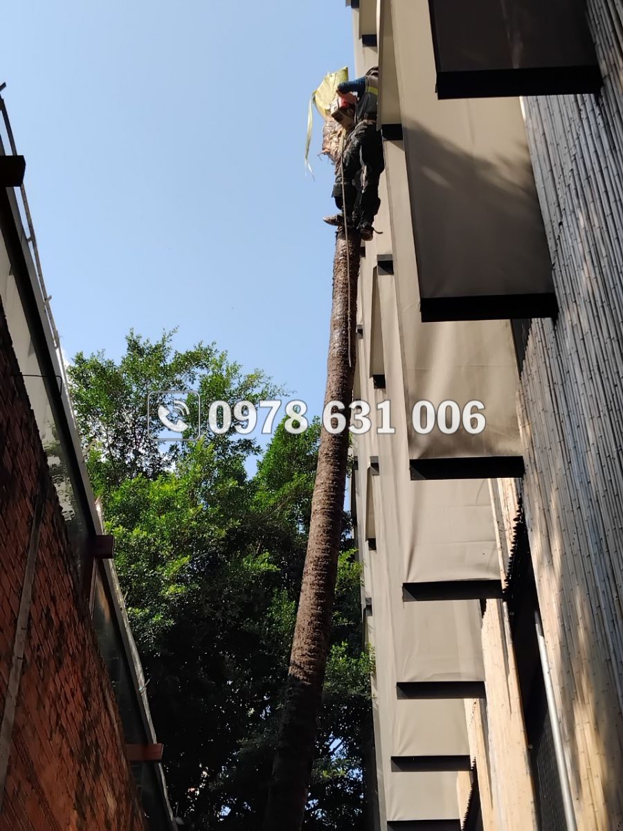 Chặt cây là bước đầu để bảo vệ môi trường sống 