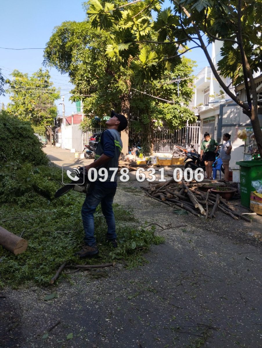 tiêu chí để lựa chọn đơn vị cung cấp dịch vụ cưa cây xanh quận 10