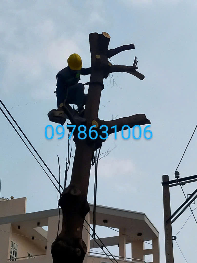 Công ty chặt cây xanh ở quận 5