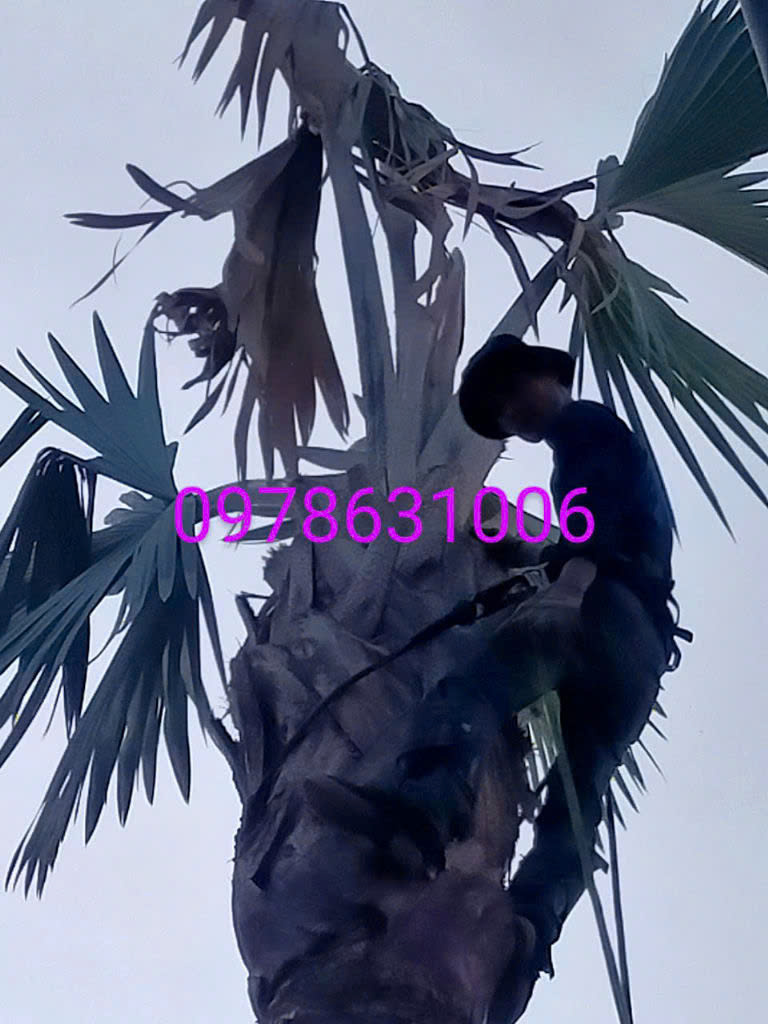 Cưa cây - cắt cây xanh ở Tân Phú