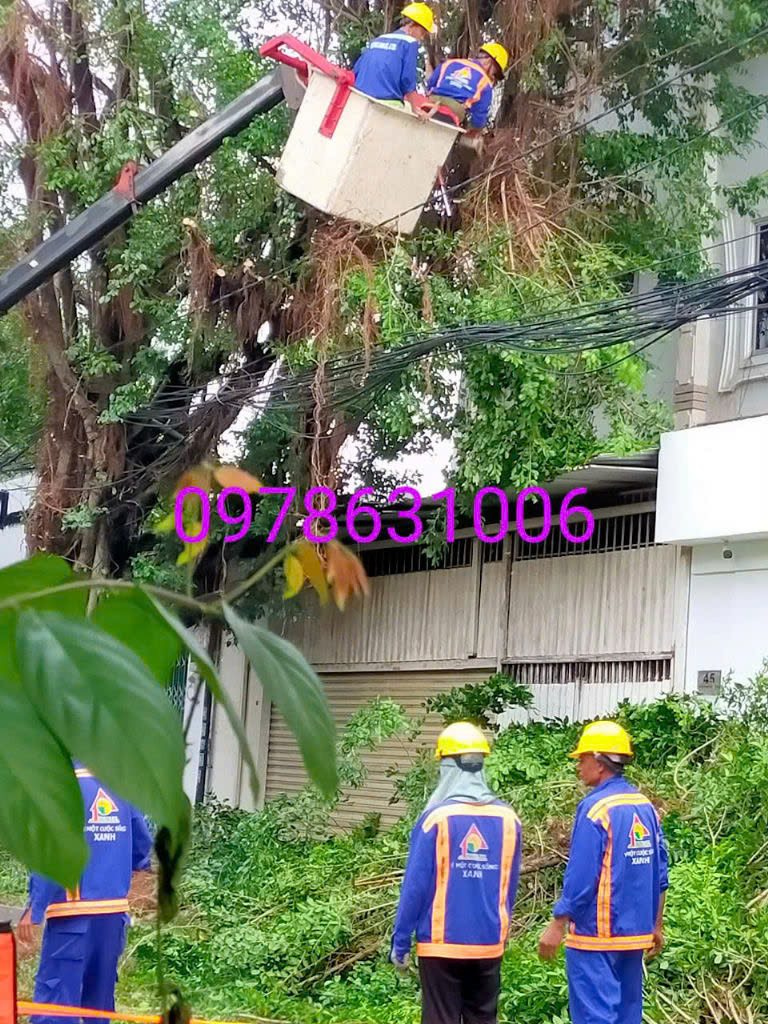 Cưa cây - cắt tỉa cây quận 6