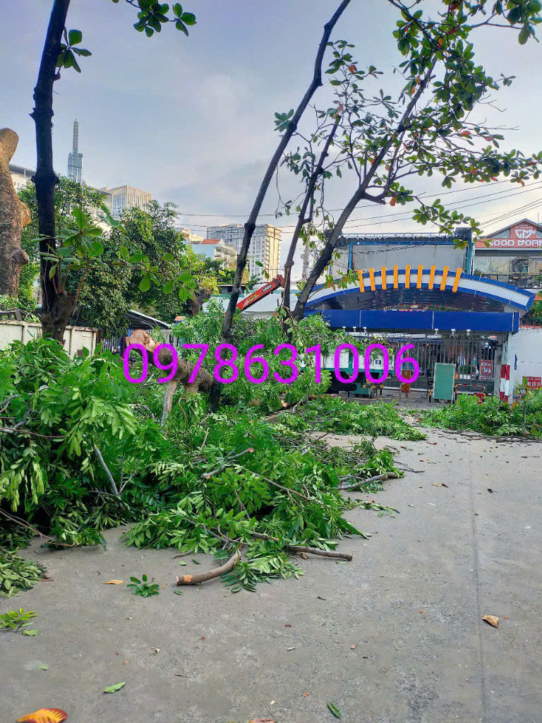 Cưa cây ở quận 7