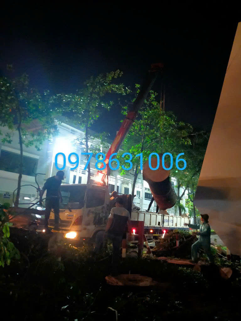 Cưa cây xanh ở Gò Vấp