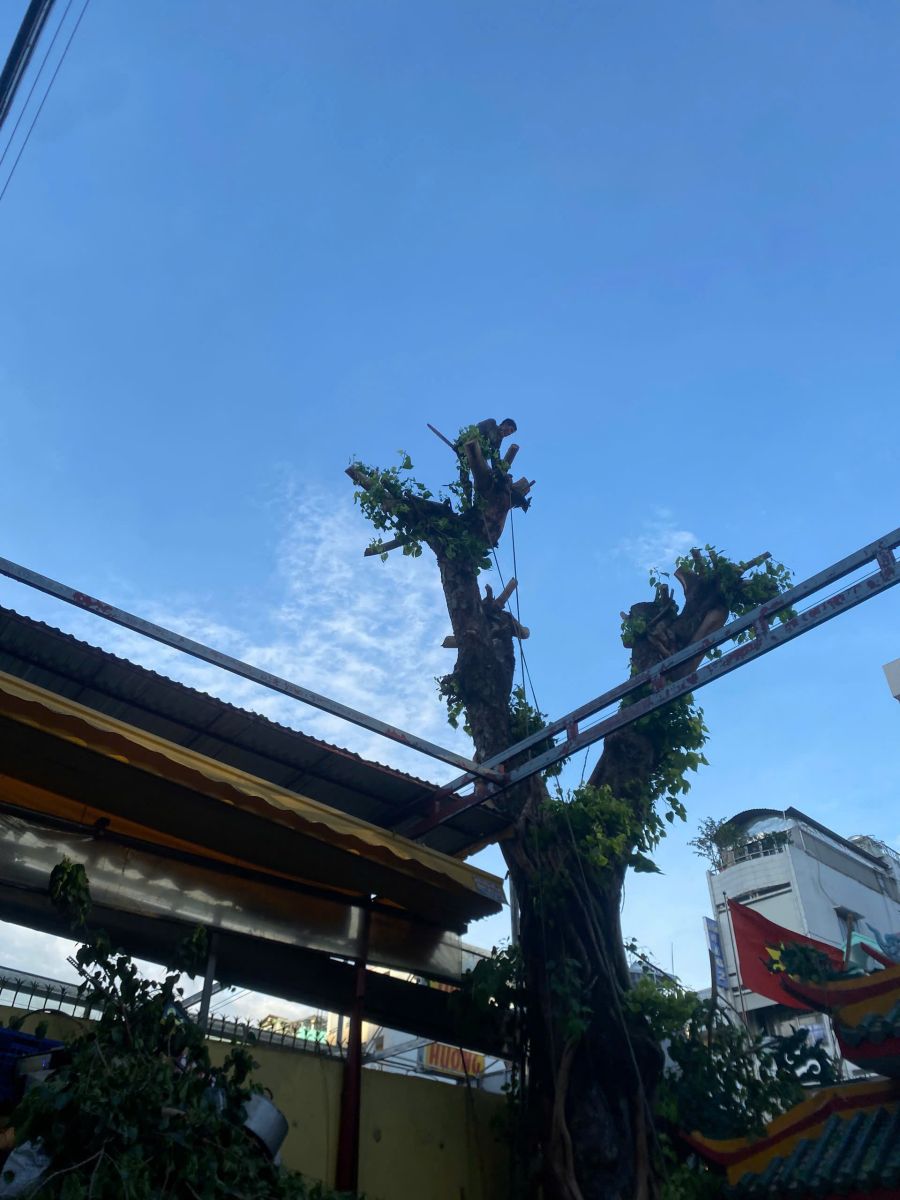 Cưa cây xanh Quận 11