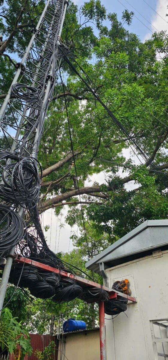 Dịch vụ cắt tỉa cây xanh Tân Phú