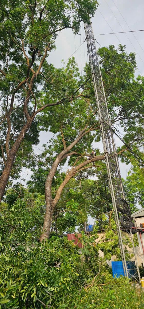 Dịch vụ chặt cây xanh nhanh chóng Tân Bình
