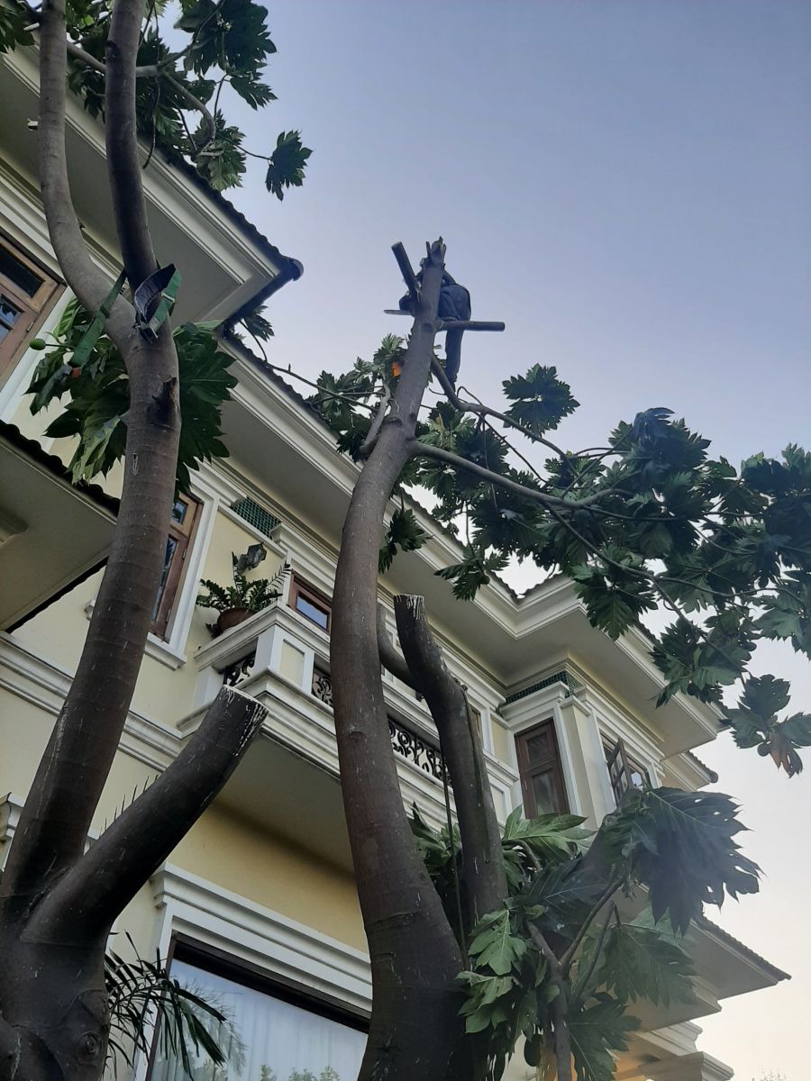 nên chọn dịch vụ cắt tỉa cây xanh quận 10 ở đâu?