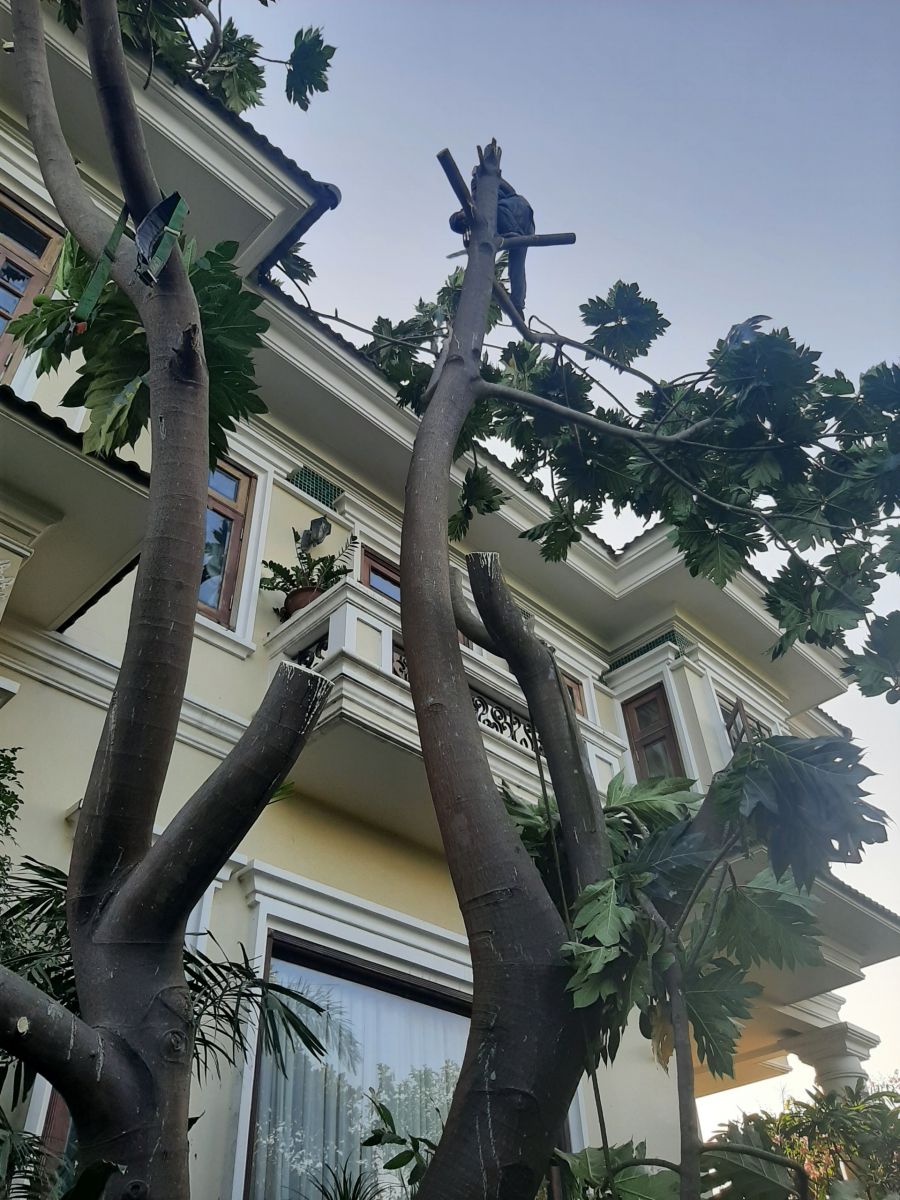 Dịch vụ chặt cây xanh Quận 10 giá rẻ