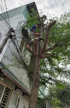 Dịch vụ chặt cây xanh Quận 2 uy tín
