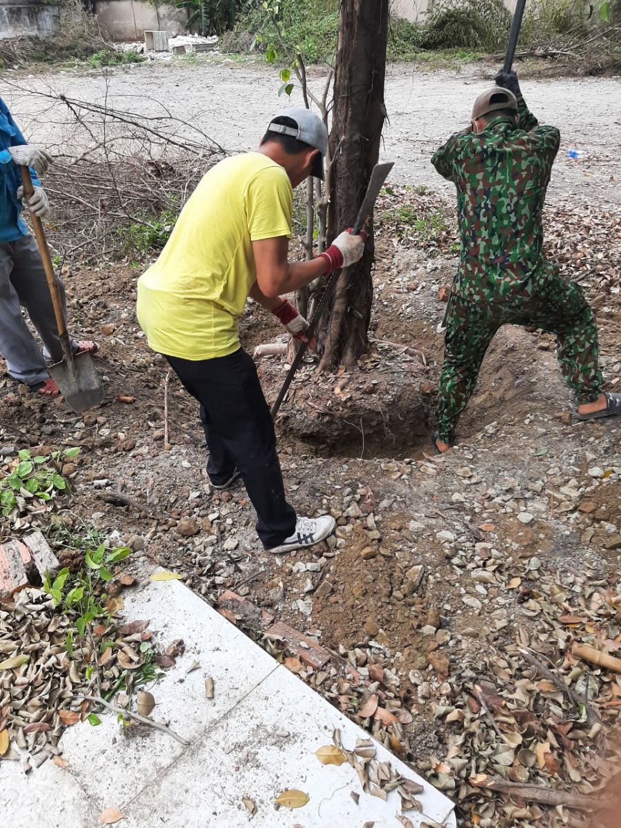 Dịch vụ chặt cây xanh Quận 7 giá rẻ