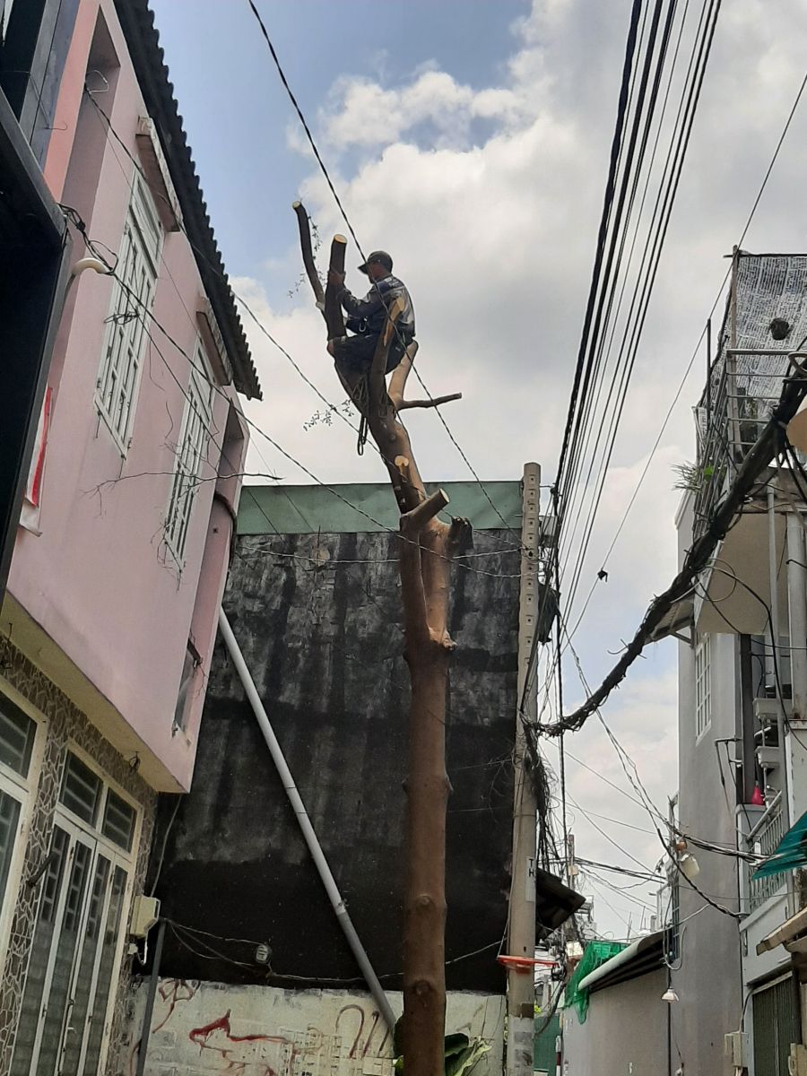 Dịch vụ chặt cây xanh Quận 9 uy tín