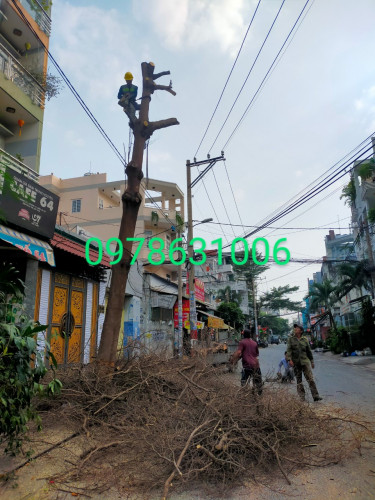 Dịch vụ cưa cây Quận 6