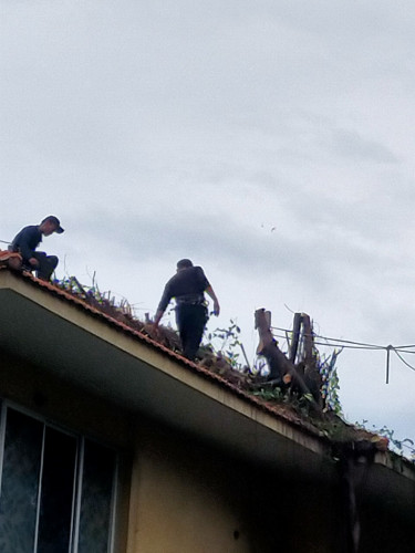 Dịch vụ cưa cây Quận 9
