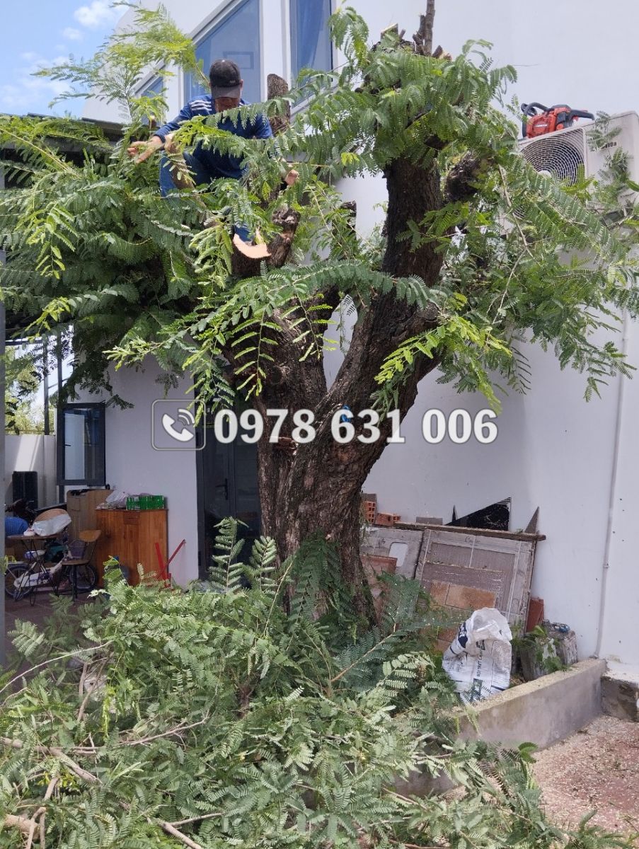 dịch vụ đốn cây quận 10
