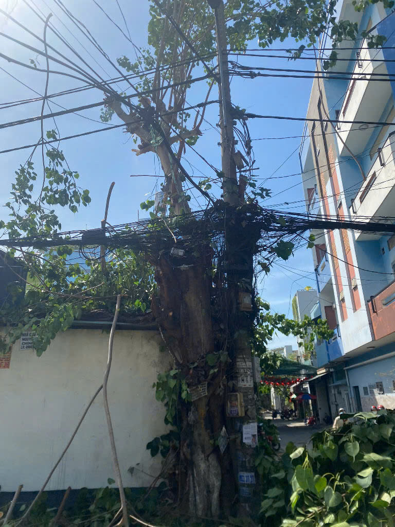 Dịch vụ đốn hạ cây xanh Hóc Môn