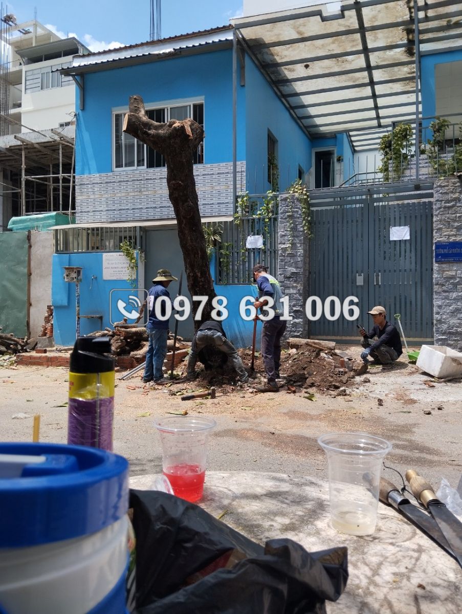 đốn cây xanh quận tân bình