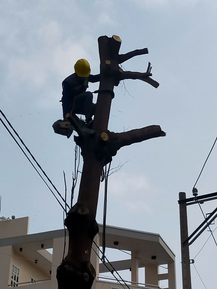 Đốn hạ cây xanh thành phố Hồ Chí Minh