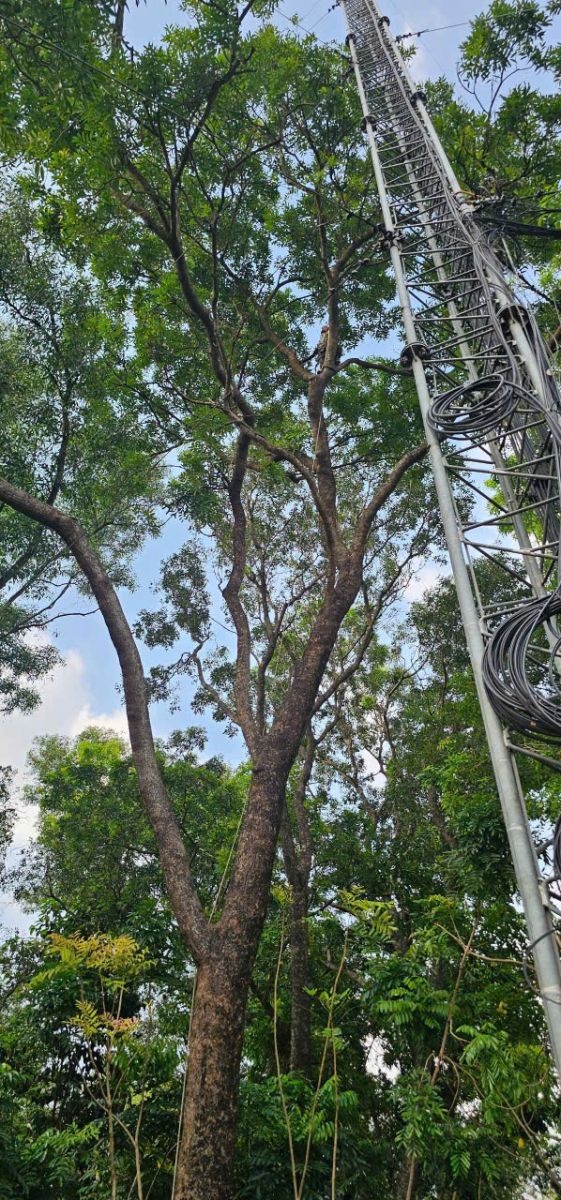 Đơn vị chặt cây xanh giá rẻ Bình Thạnh
