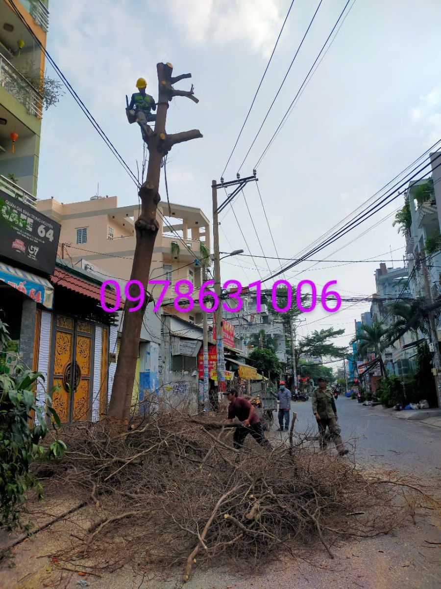 Thợ cưa cây - Cắt cây xanh ở Quận 12