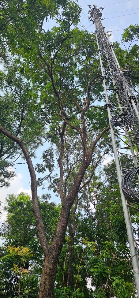 Thợ cưa cây chuyên nghiệp quận Tân Bình