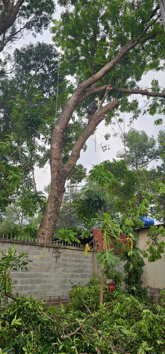 Thợ đốn cây quận 12