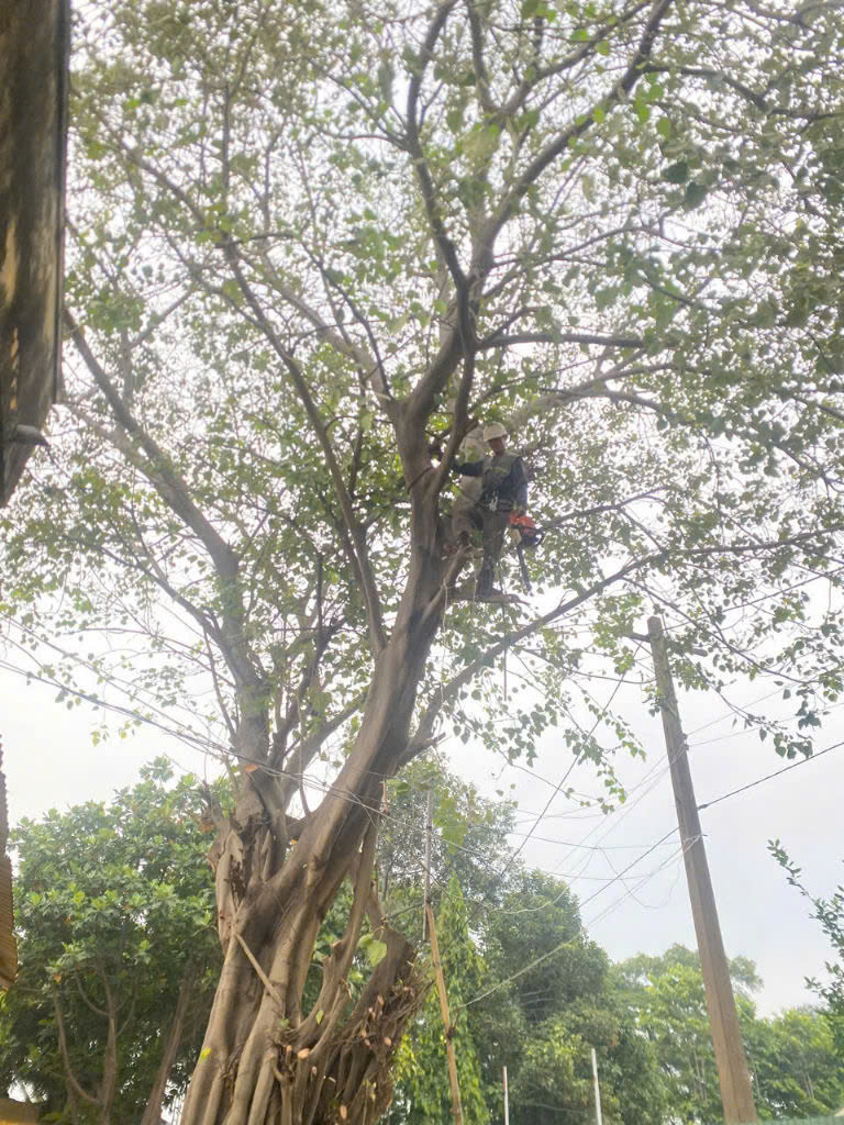 Thợ đốn hạ cây ở Hóc Môn