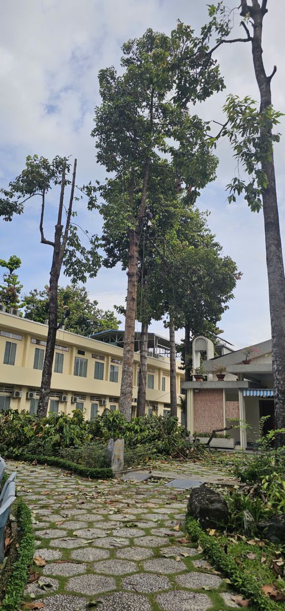 Chặt cây xanh nhanh chóng quận 1
