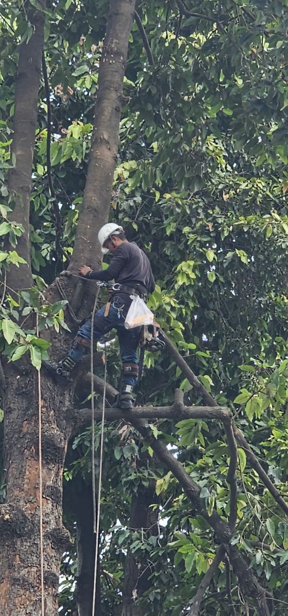 Đơn vị chặt cây xanh Sài Gòn