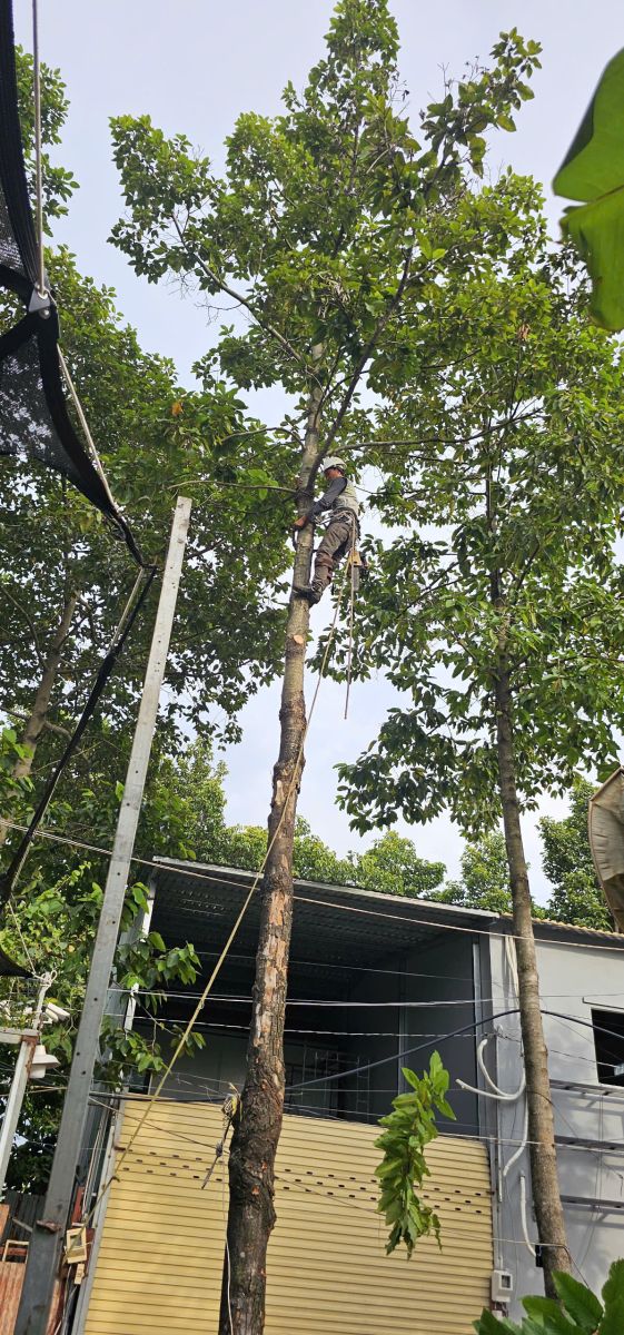  đơn vị đốn hạ cây xanh quận 12 uy tín